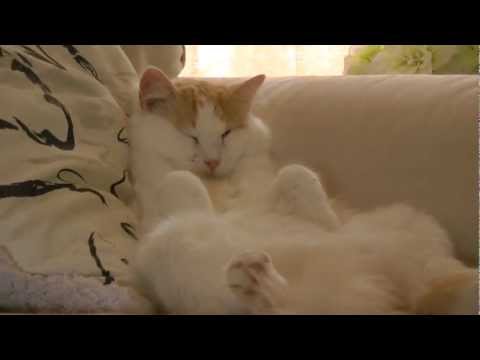 Cute Jackie the Cat Sits like a Person