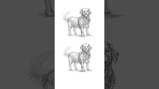 How to Draw a Golden Retriever Step by Step | Easy Dog Sketch Tutorial for Beginners