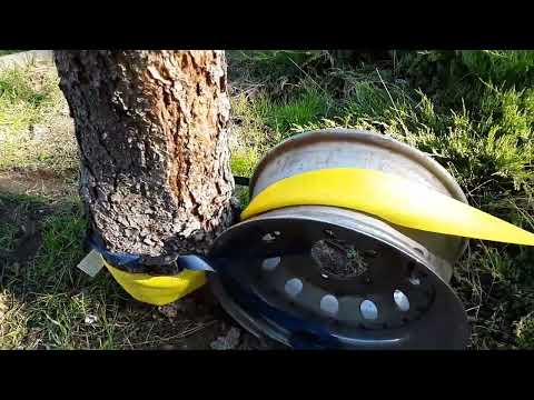 Redneck Stump Pulling