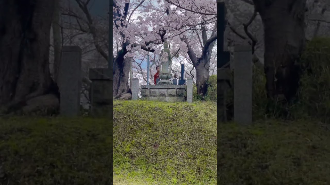 Japan 🌸 SAKURA SEASON. Beautiful location #sakura #japansakura #travel #fly #trending #viral