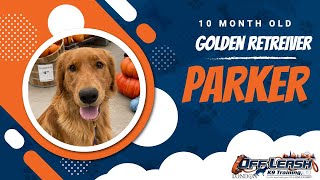 Download Lagu Best Golden Retriever Dog Training | Marina, CA| Parker Thumbnail