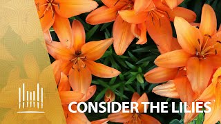 Consider the Lilies, with Orchestra - Mormon Tabernacle Choir