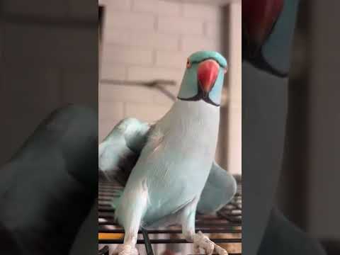 "Gimmie kiss!" Loving parakeet demands kisses!