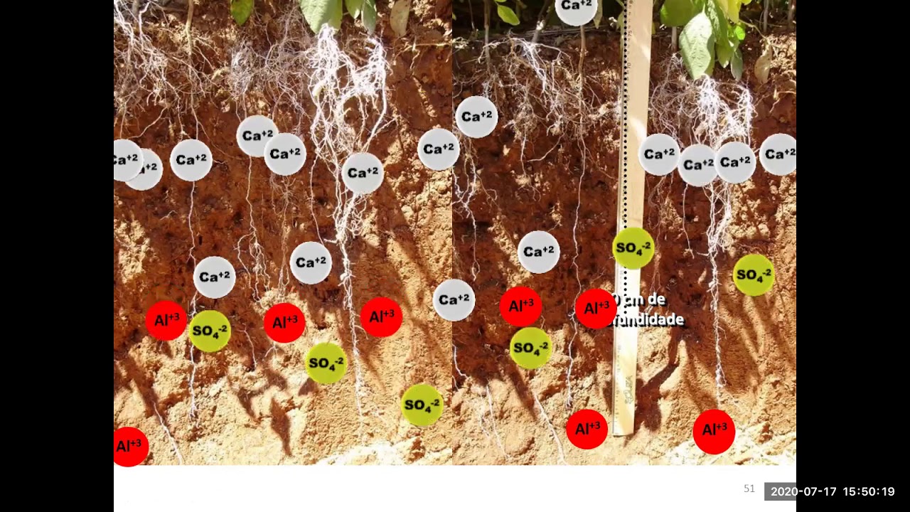 A Formação de um Perfil Favorável ao Enraizamento Profundo de culturas