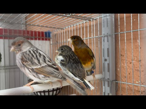 HOW TO Breed Canary Mules PART 1 | Aviary pairs this season | Greensinger, Goldfinch and Siskin tips