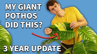 This Giant Pothos Throws Out A Big Surprise After 3 Years