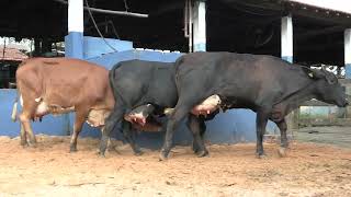 Vídeo 25 - 1ª ETAPA MEGA LIQUIDAÇÃO TOTAL AGROPECUÁRIA MARAJOARA - DIA 4 | GADO GIROLANDO E HOLANDÊS