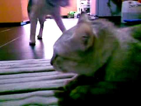 WhatsAbd - Animal Planet Discovery Show