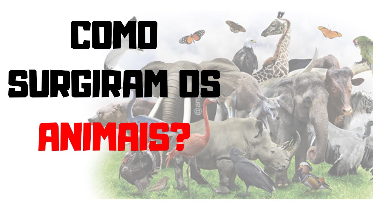 ORIGEM E EVOLUÇÃO DOS METAZOÁRIOS  - RESUMÃO: BIOLOGIA: ZOOLOGIA