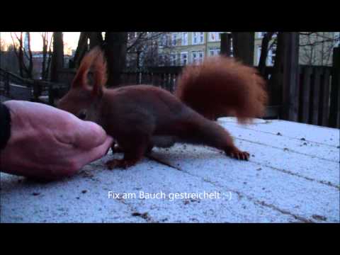 Freitagshörnchen - am Bauch gestreichelt