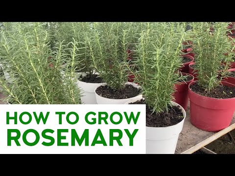 PAANO MAGTANIM NG ROSEMARY (How to Grow Rosemary) l @CarloTheFarmer