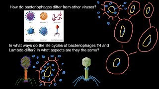 How T4 and Lambda bacteriophages differ