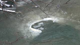 Another Ice Circle Forming on Little Buffalo Creek?