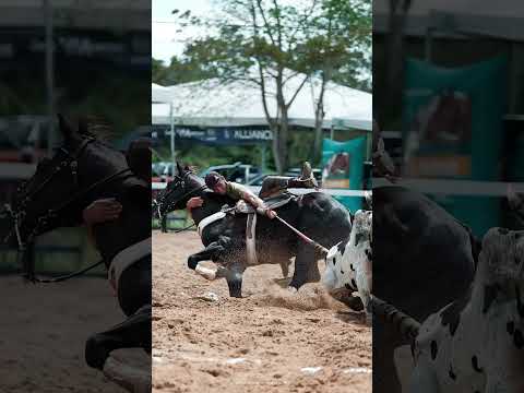 GILTINHO BOI CAMPEAO PROFISSSIONAL EM BEZERROS