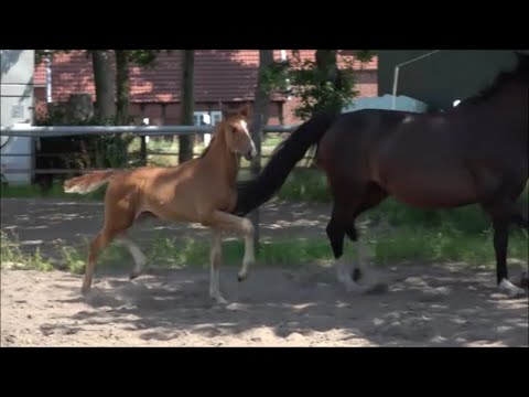 *2023 Hengst von Blue Hors Feinstar - Sir Donnerhall