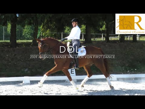 SOLD!!Dressurpferd - 2009 Hannoveraner Wallach von First Dance, Stm. ca. 1,70, M-Dressur - Dolf