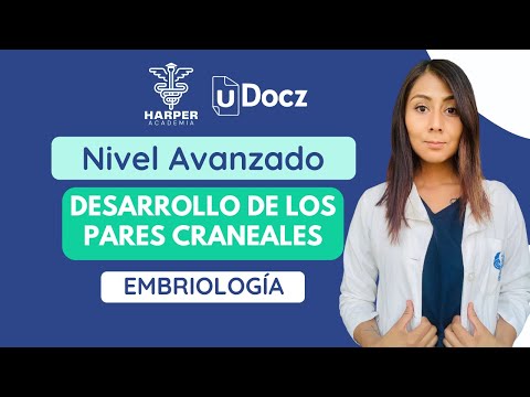 Desarrollo de los Pares Craneales con Harper Academia & uDocz📚| Nivel Avanzado