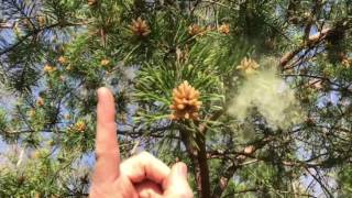 Pine Pollen Slow Motion