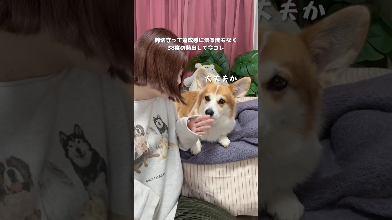 熱が出ても犬は可愛いね🛌いつものこと #コーギーのいる暮らし #トンツカタンタン #振り付け