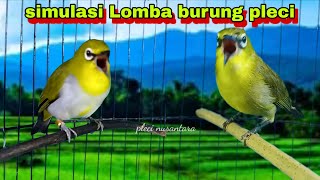 Download lagu Simulasi Lomba Burung Pleci,Untuk Melatih Mental Pleci || Pleci Gacor mp3