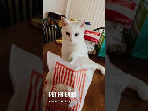 Remembering Harold de Cat