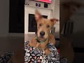 Scooby Doo Shorts ScoobyDoo Funny Dog Dogs Dogsoftiktok