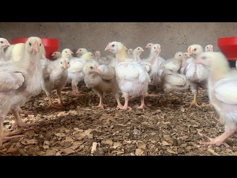 10 reasons why your chicken are not growing | how to grow Broiler chicken fast and big broiler