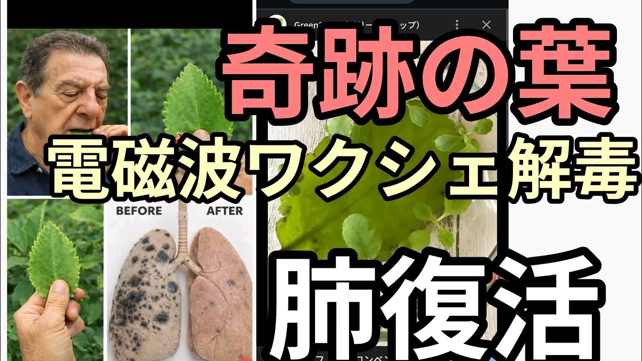 奇跡の葉　電磁波シェワ食べた人はこれ　魔除け