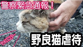 【動物虐待】野良猫に美味いペットフードを与えたら吐き捨てた 優しく頭を撫でたらセクハラなのかそれとも猫虐待か！？