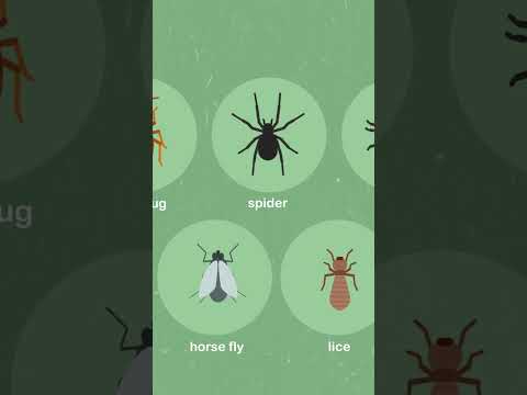 How to Identify Insect Bites #shorts