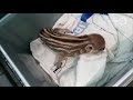 Dierenambulance redt door moeder verlaten wild zwijntje