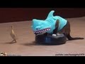 Cat In A Shark Costume Chases A Duck While ...