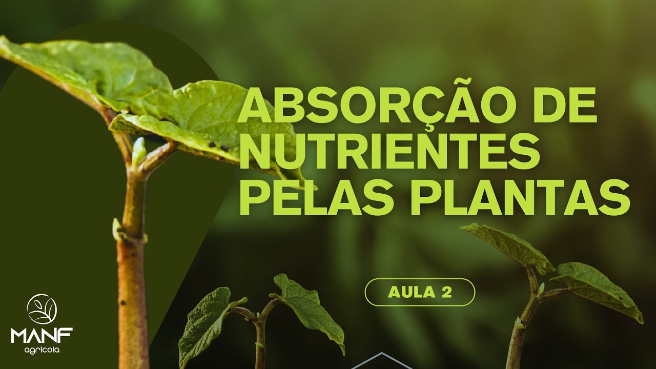 Nutrição Mineral de Plantas: Absorção de Nutrientes
