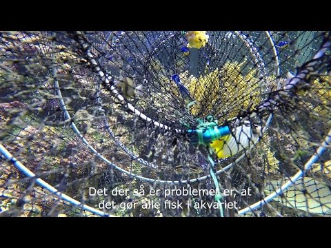 Når din nabo spiser dit hus!