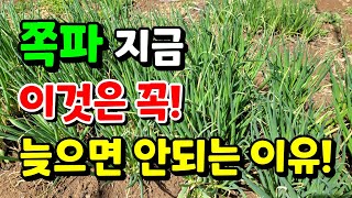 쪽파 잘 키우시려면 가장먼저 해야할일/ 쪽파웃거름은 조금 늦어도 되요. 이것부터 주세요.