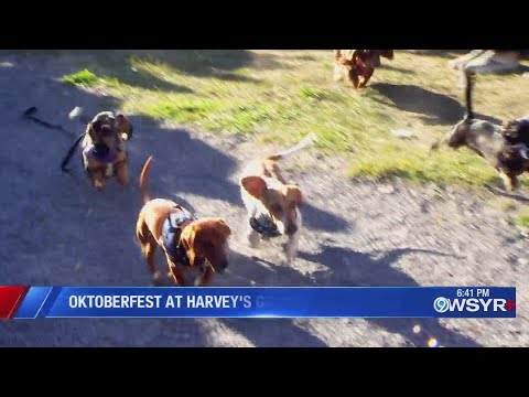 Dachshunds race at Harvey's Garden Oktoberfest - YouTube
