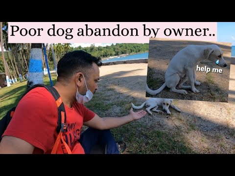 Poor dog is abandon by owner  | Dog rescue #dog  #doglovers