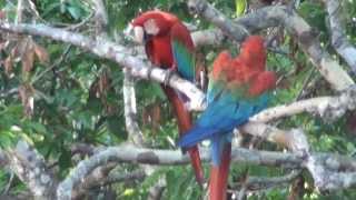 preview picture of video 'Buraco das araras, Araras vermelhas, Ara chloropterus, Jardim, Mato Grosso do Sul,'