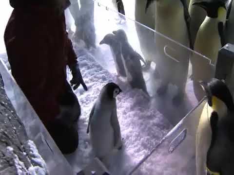 (REUPLOAD) New Emperor Penguin Chick | SeaWorld® San Deigo