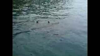 preview picture of video 'Pops Tours Tobago - Dolphins come out to play'