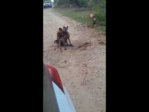 Wild dogs mating after killing Steenbok