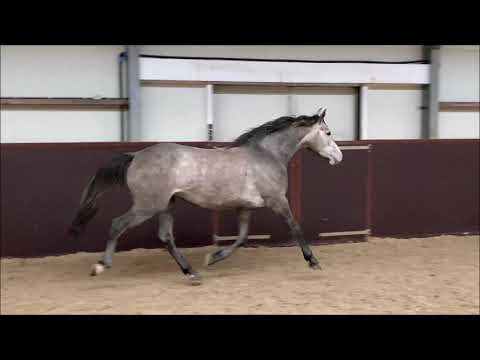 (Sold Sweden) Mare, born 2017 by Catch (by Colman)