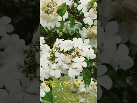 自然薬局：薬草園に絶対に入れておきたい、自分を癒す20の植物  庭園