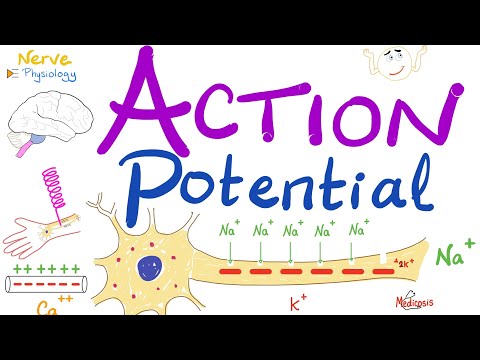 Action Potential | Most COMPREHENSIVE Explanation |  Nerve Physiology