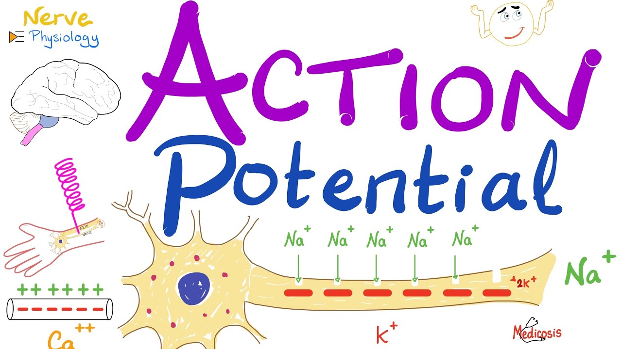 Action Potential | Most COMPREHENSIVE Explanation |  Nerve Physiology