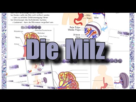Die Milz