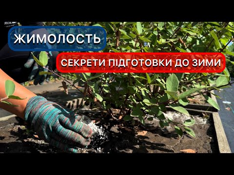 Догляд за жимолостю восени. Підготовка до зими