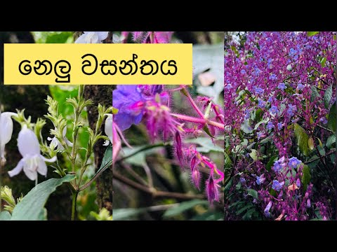 Nelu season 🌸🌸🌸Horton plains