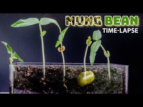 Mung Bean Sprouts Time Lapse - 12 Days Growing