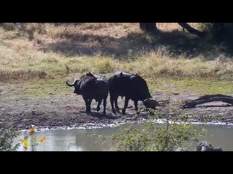 Djuma: Two African Buffalo and Nyalas - 12:23 - 06/14/20